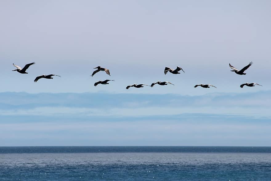 pelicanos, oceano, rebanho, passarinhos, vôo