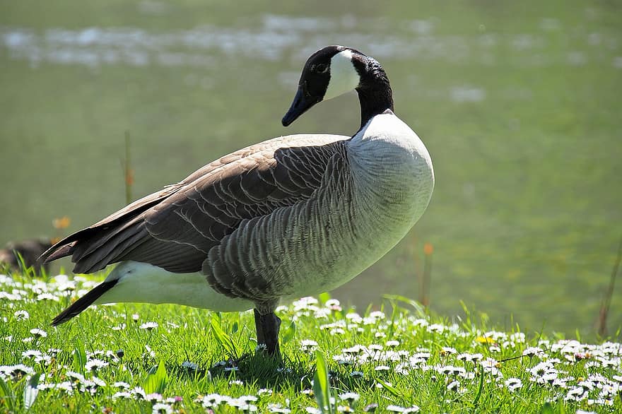 Goose, Bird, Daisies, Meadow, Waterfowl, Water Bird, Animal, Nature, feather, beak, grass