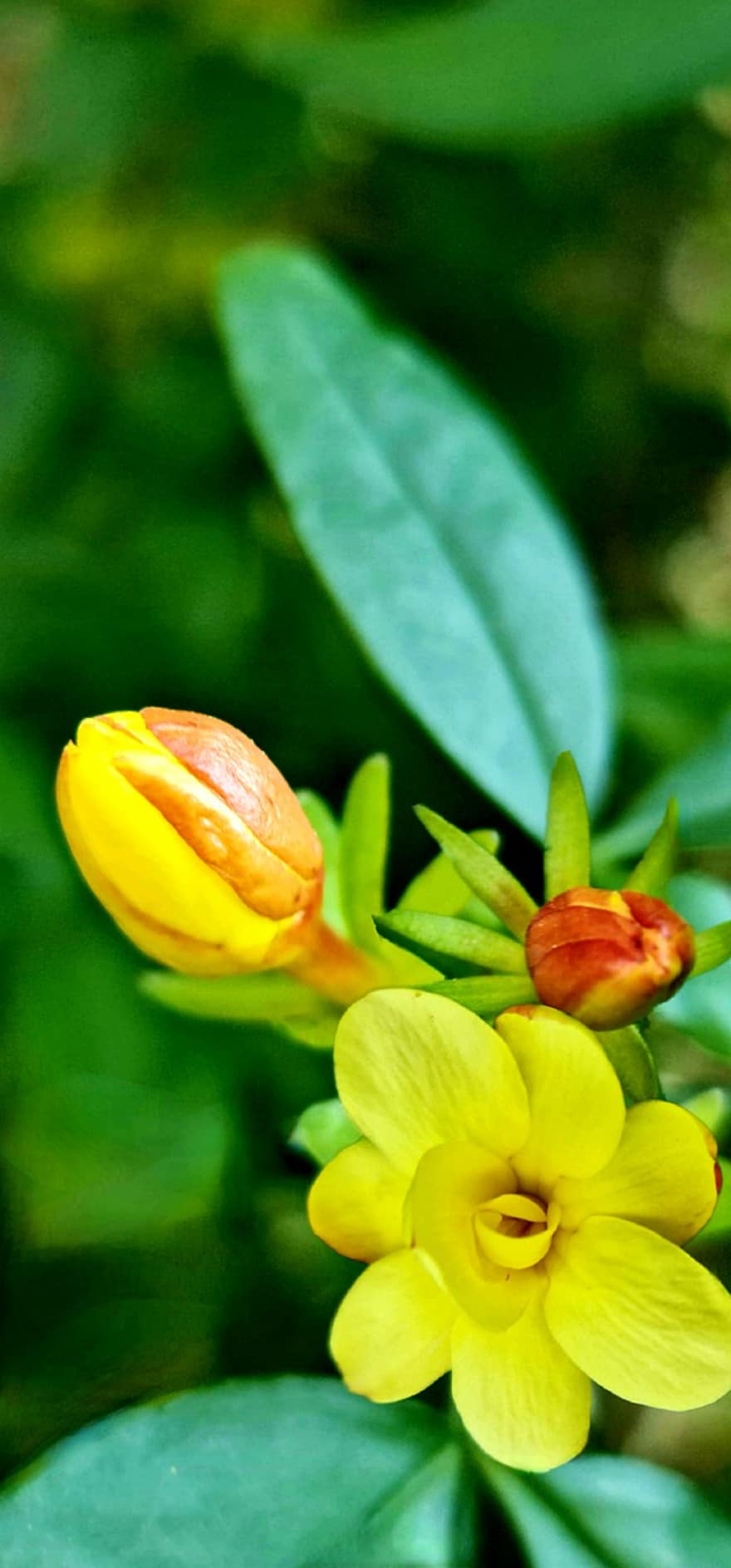Winter Jasmine, Flower, Plant, Petals, Bloom, Flora, Spring, Nature, leaf, close-up, green color