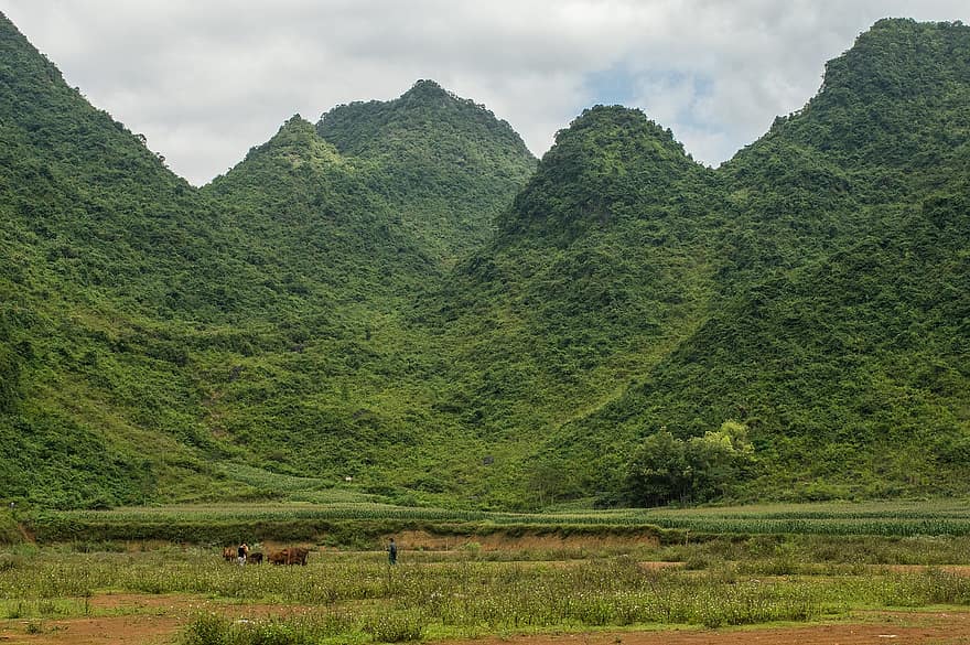 cao bang, vietnam, bergen, geopark, norra vietnam, natur, landskap, berg, landsbygden scen, bruka, lantbruk