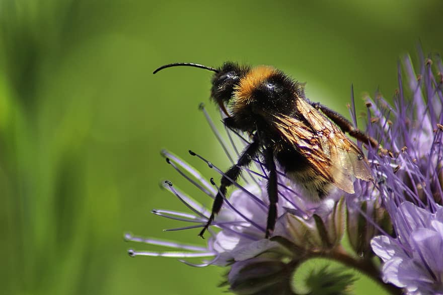 hummel, insekt, Bie, blomstre, blomst, natur, hage, nektar, dyr, pollinering