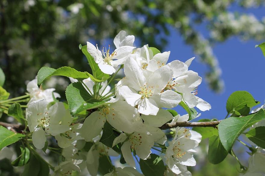 цветя, цветя на ябълково дърво, цъфтеж, пружина, природа, клон, листенца, пестик, тичинка, листо, едър план
