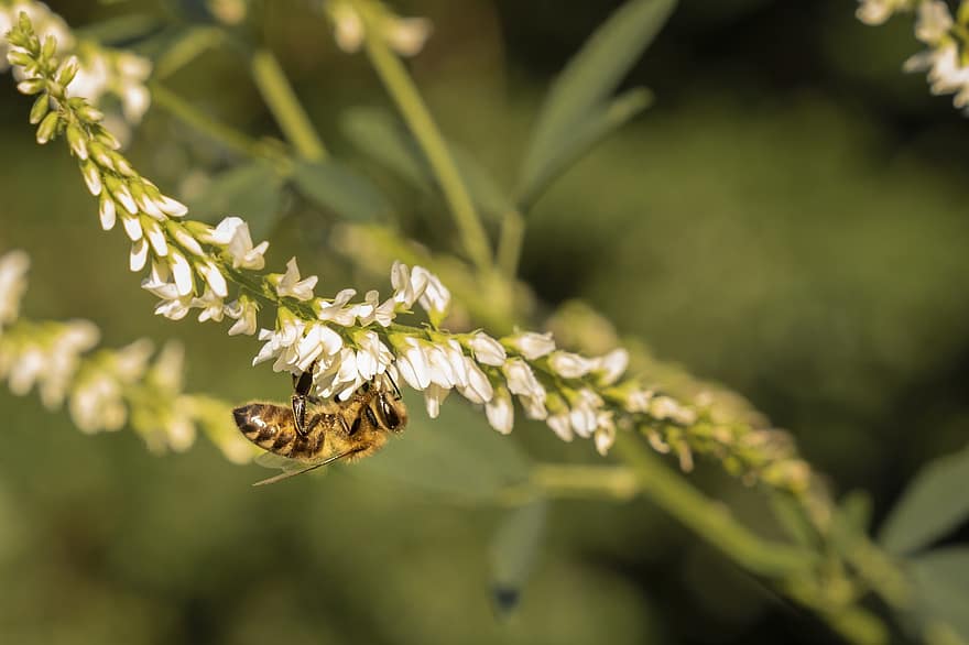 abeja, insecto, polinización, naturaleza, primavera, avispa, verano, polen, de cerca