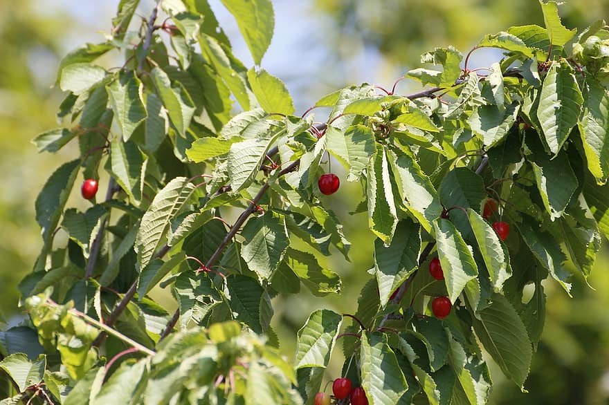 Вишневое дерево, вишня, листья, летом, черешня, фрукты, красный, вкусные
