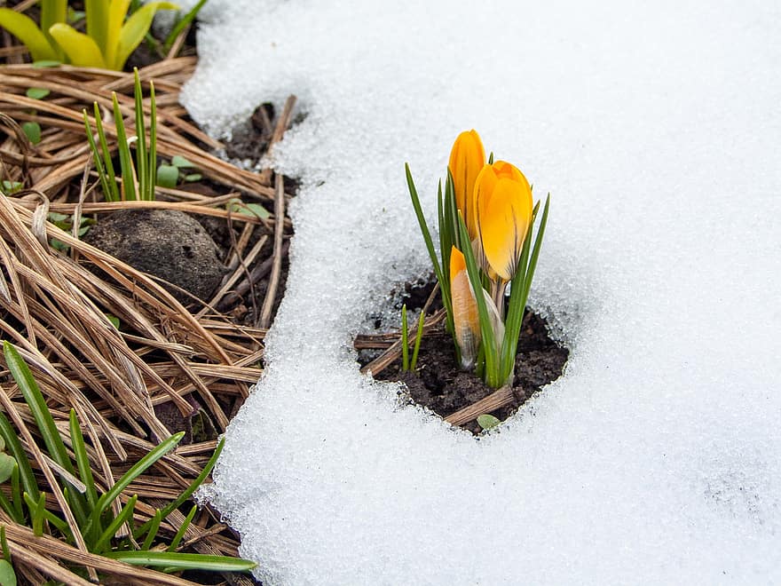 krokus, sníh, jaro, květ, rostlina, sezóna, detail, zimní, zelená barva, svěžest, list