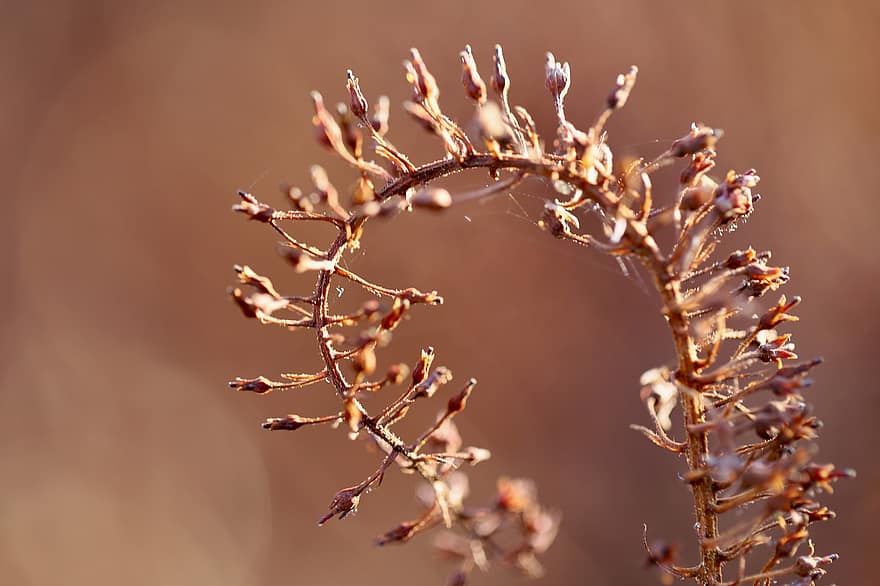 Dried Flowers, Fall, Faded, Dried, Dried Up, Dry Grasses, Plants, close-up, plant, branch, macro