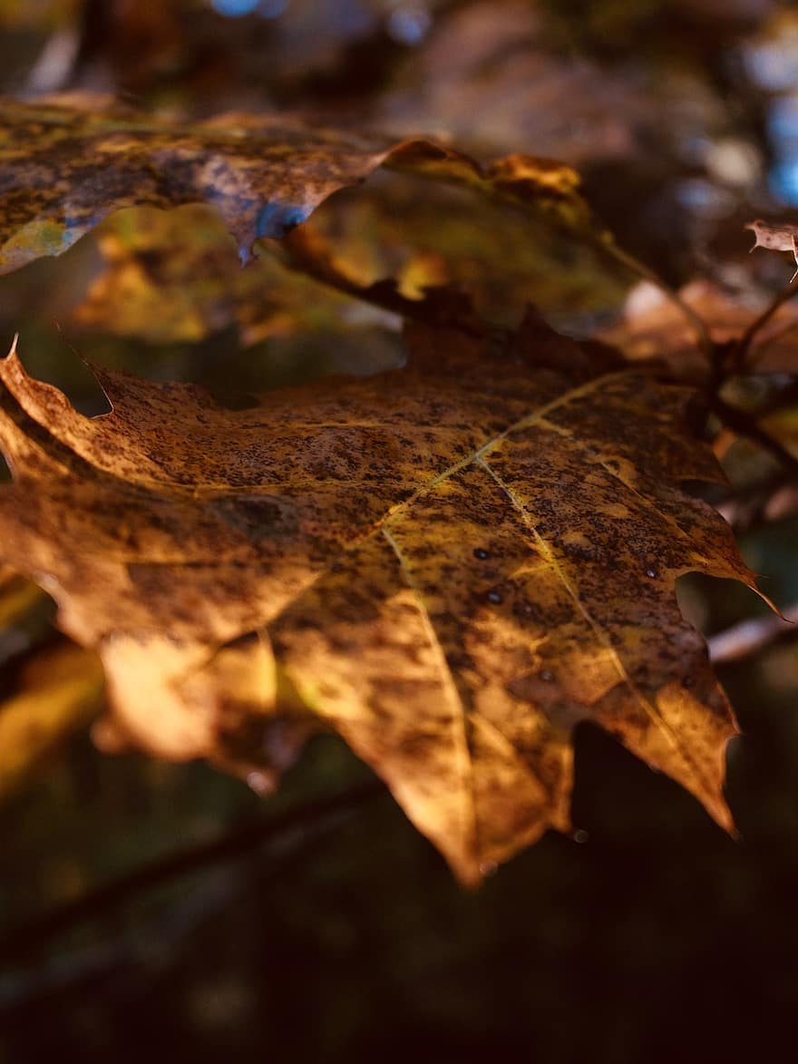葉、秋、自然、森林、木、マクロ、シーズン、黄、閉じる、10月、きらきら