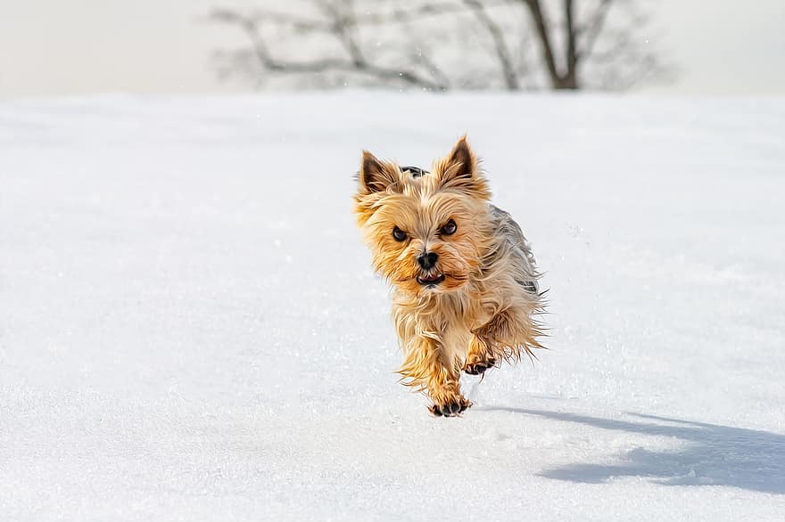 Yorkshire Terrier, köpek, Evcil Hayvan, hayvan, kürk, burun, memeli, köpek portre, hayvan dünyası, kış, kar