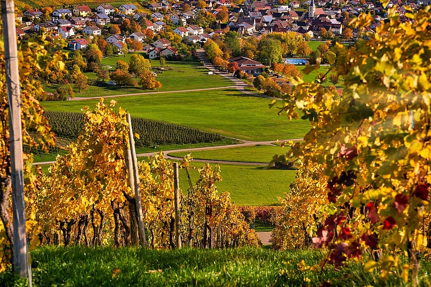 vīna dārzs, kritums, pilsēta, rudenī, lapas, zaļumi, vīnogulājiem, garastāvoklis, rudens krāsa, laukos
