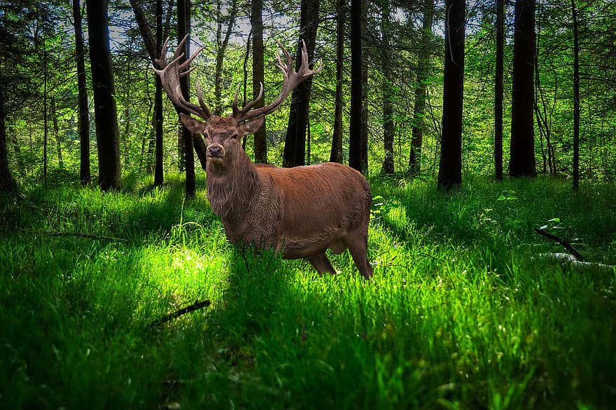 Background, Forest, Grass, Trees, Elk, Fantasy, Digital Art, animals in the wild, deer, tree, green color