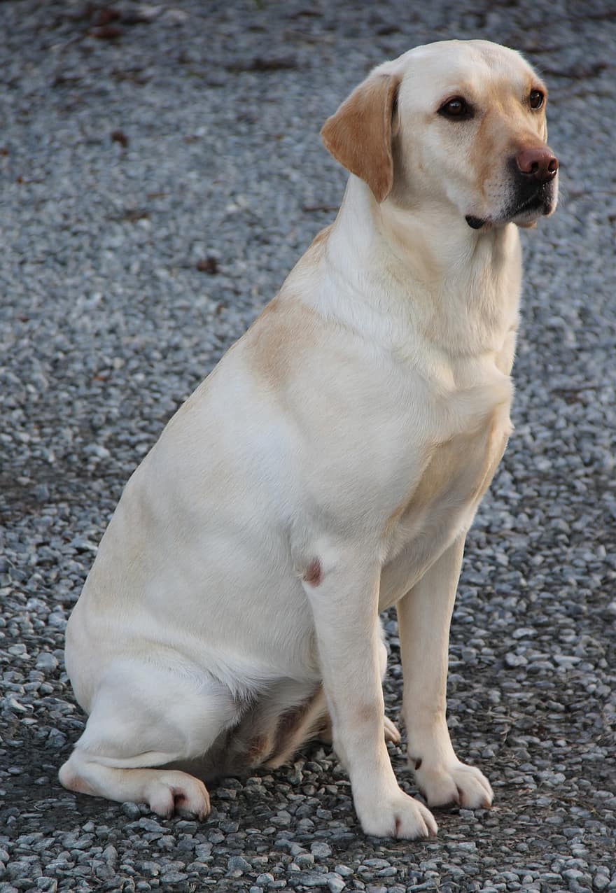 labrador retriever, gos, mascota, Labrador, animal, caní, bonic, assegut, a l'aire lliure