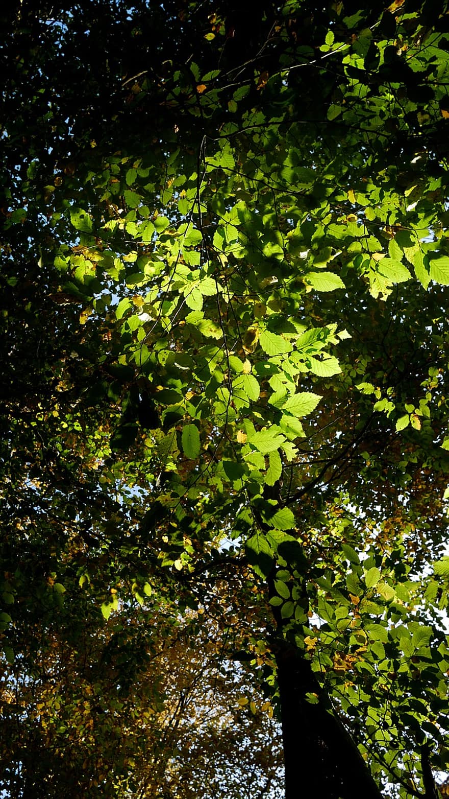 medis, pobūdį, miškas, lauke, lapai, žalia spalva, filialas, augalų, ruduo, fonas, vasara