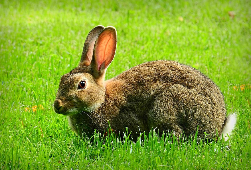 kelinci, hewan, mamalia, margasatwa, telinga, bulu, Duduk Di Rumput