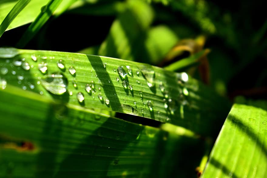 lâminas de grama, grama, gotas de orvalho, orvalho da manhã, verde, pingos de chuva, gotículas, jardim, fundo, luz solar