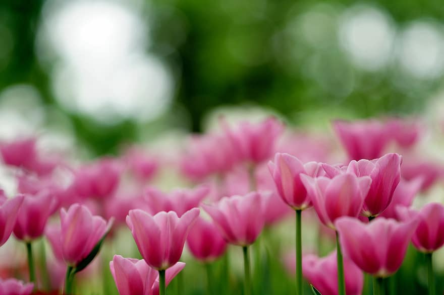 fleurs, tulipes, fleurs roses, tulipes roses, jardin, fleur, plante, été, tulipe, printemps, tête de fleur