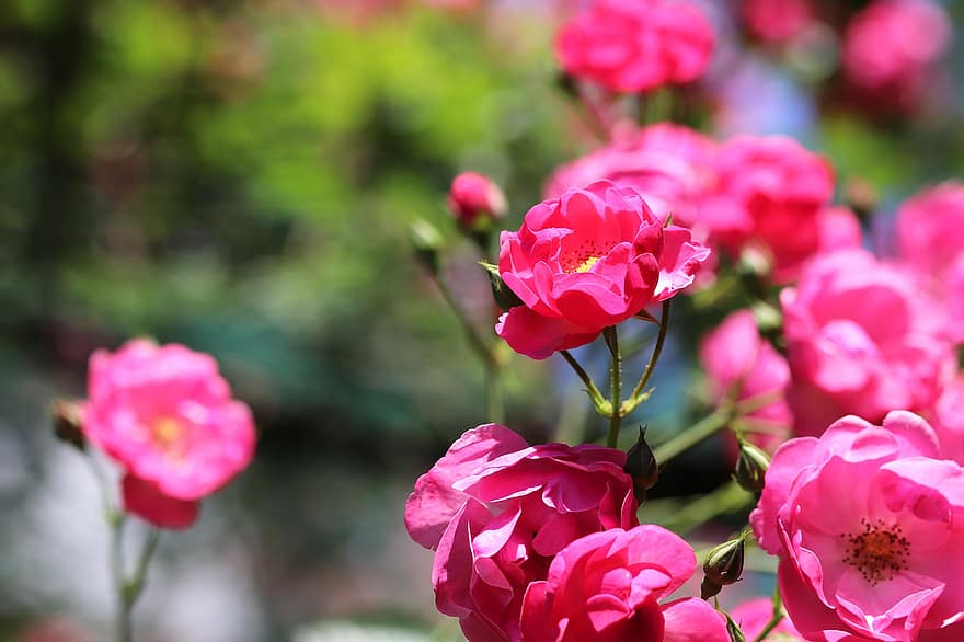 mawar cina, bunga-bunga, menanam, Cina bangkit, mawar, mawar merah muda, bunga-bunga merah muda, kelopak, berkembang, Daun-daun, taman
