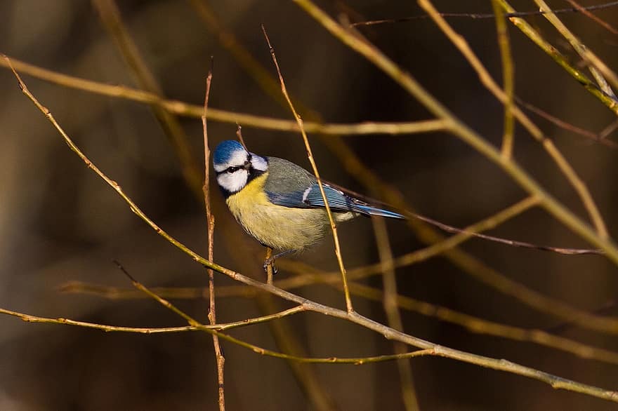 Blue Tit, Cyanistes Caeruleus, Bird, Eurasian Blue Tit, Small Bird, Perched, Perched Bird, Branches, Twigs, Ave, Avian