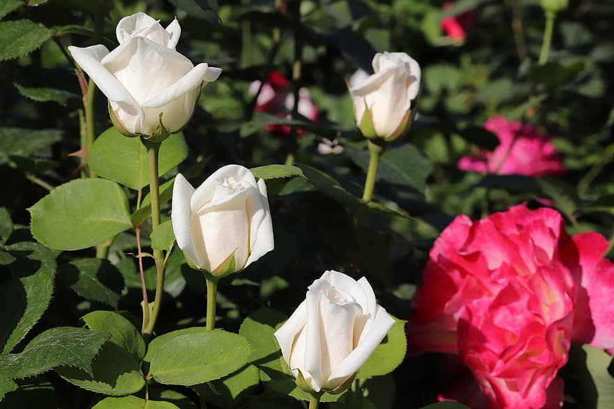 роза, цветя, пружина, растение, бяла роза, бели цветя, разцвет, пролетни цветя, градина, природа, парк