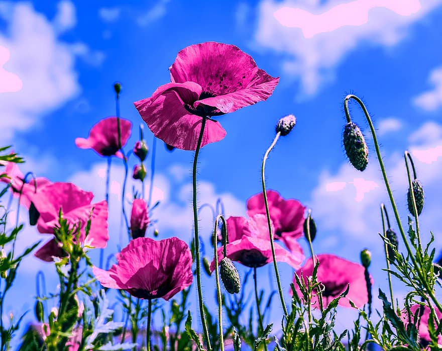 Poppies, Pink, Poppy, Bloom, Blossom, Spring, Summer, Plant, Garden, Colorful, Flowers