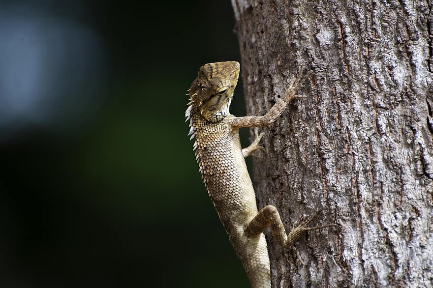 Gecko, şopârlă, tropical, copac, alpinism, târâtoare, animal, faună