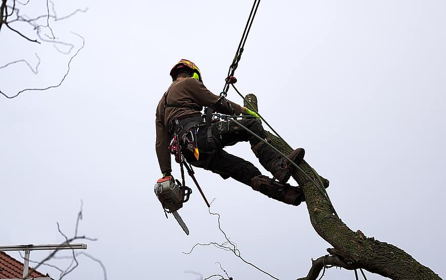 Tree, Man, Worker, Trunk, Log, Climbing Technique, Climb