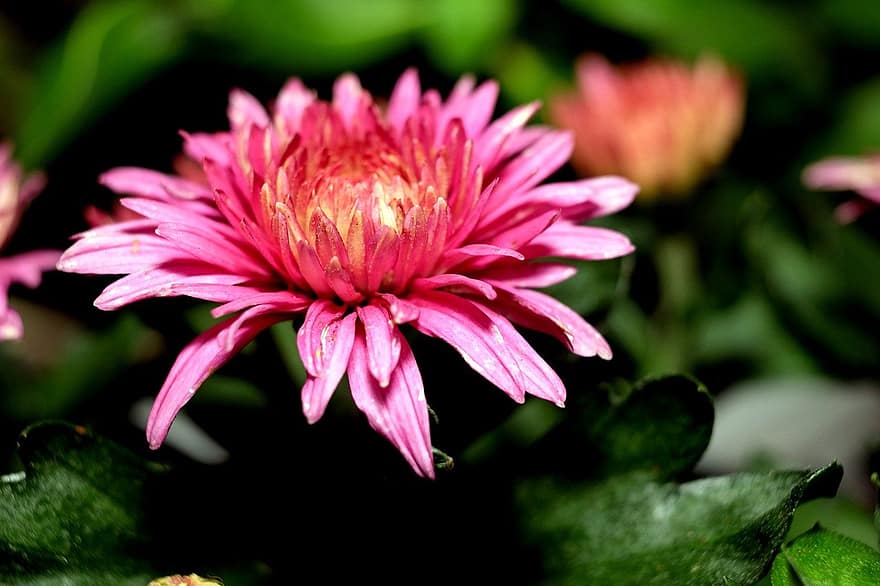 chrysanthemum, pink flower, garden, plant, flower, close-up, petal, leaf, summer, flower head, botany