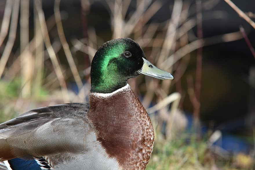 Green Collar, Duck, Plumage, Animals, Birds, Beak