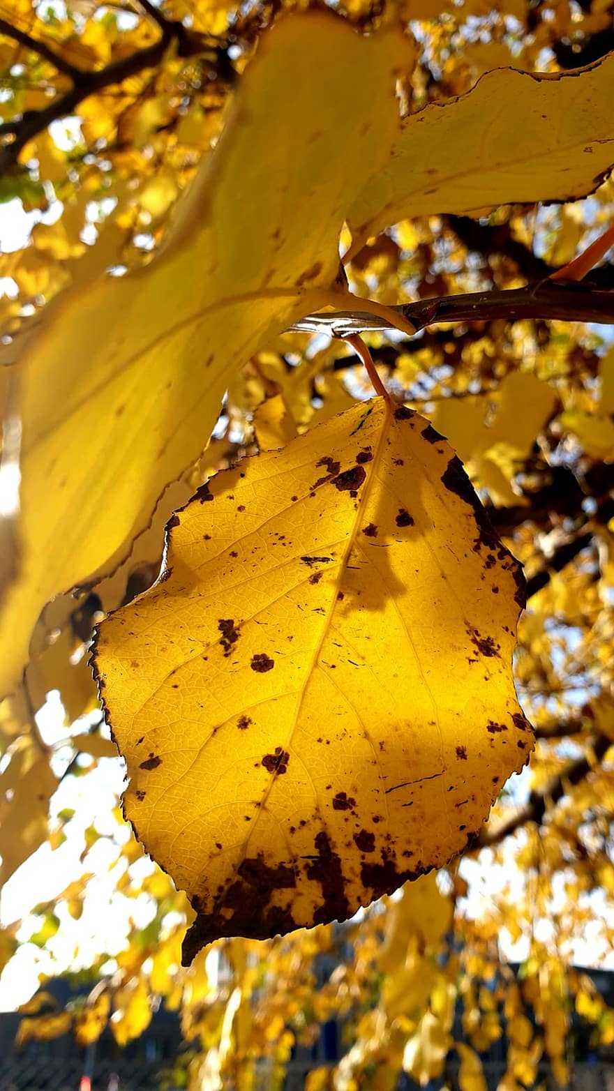 가을, 이파리, 잎, 단풍, 가을 단풍, 가을 잎, 가을 색, 노란 잎, 노란 단풍