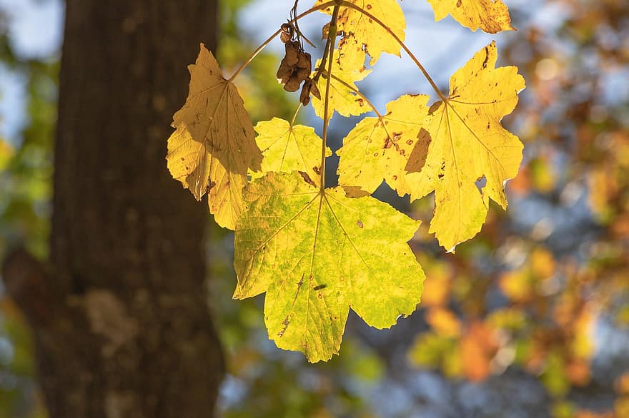lapas, koks, kritums zaļumiem, kritums lapas, rudens krāsas, krāsains