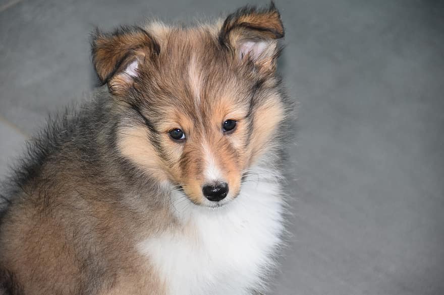 σκύλος, κουτάβι, νέος, Shetlandd Shepherd, ζώο, θηλυκό shetland sheepdog