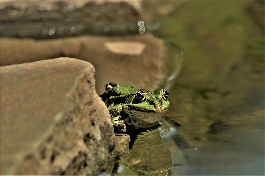 жаба, вода, езерце, водна жаба, хидроплан, локва, зелен, животно, животински свят, животинска фотография, крастава жаба