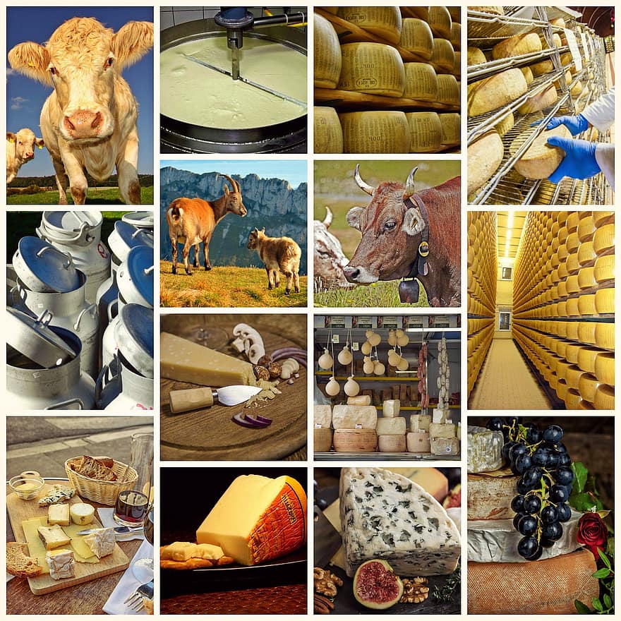 collage, kaas, melkproduct, voedsel, eten, käseplatte, zachte kaas, kaas plankje, koeien, geiten, zuivel