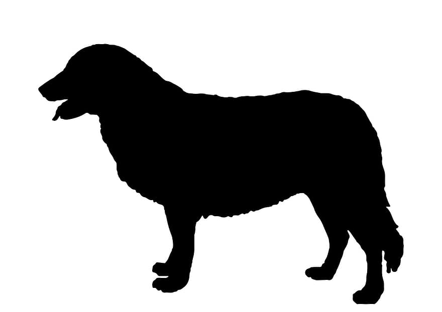Atlas, montanha, cão, animal