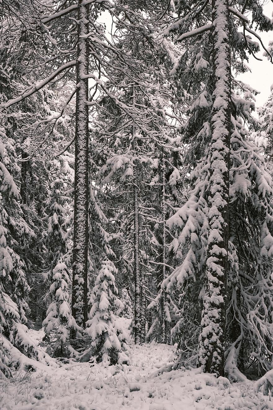 zăpadă, pădure, copaci, cale, traseu, pin, bruma, conifer pădure, conifer, snowscape, winterscape