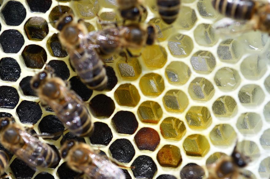 bi, ägg, bikupa, insekt, honungsbi, honung, biodlare, biodling, natur
