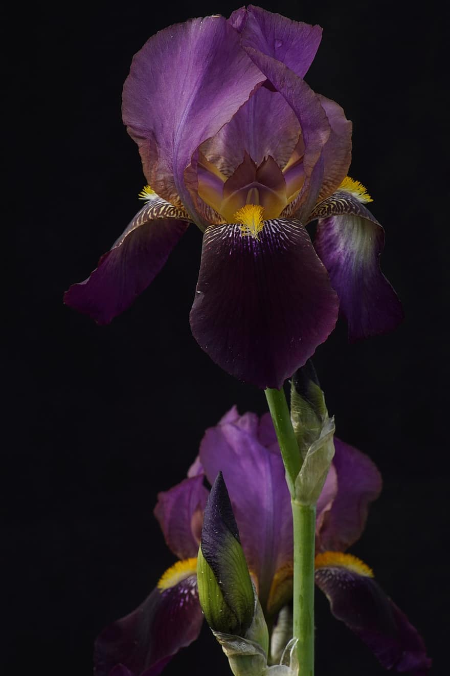 iris, flor de color porpra, flor, rosada, pètals, pètals morats, florir, lliri de l'espasa, flora, planta, naturalesa
