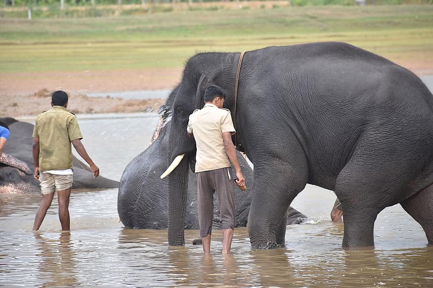 elefant, män, bad, flod, tvätta, rengöring, dusch