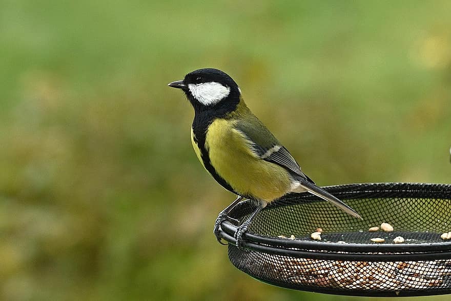 great tit, songbird, feed, beak, feather, animals in the wild, bird watching, close-up, one animal, tit, branch