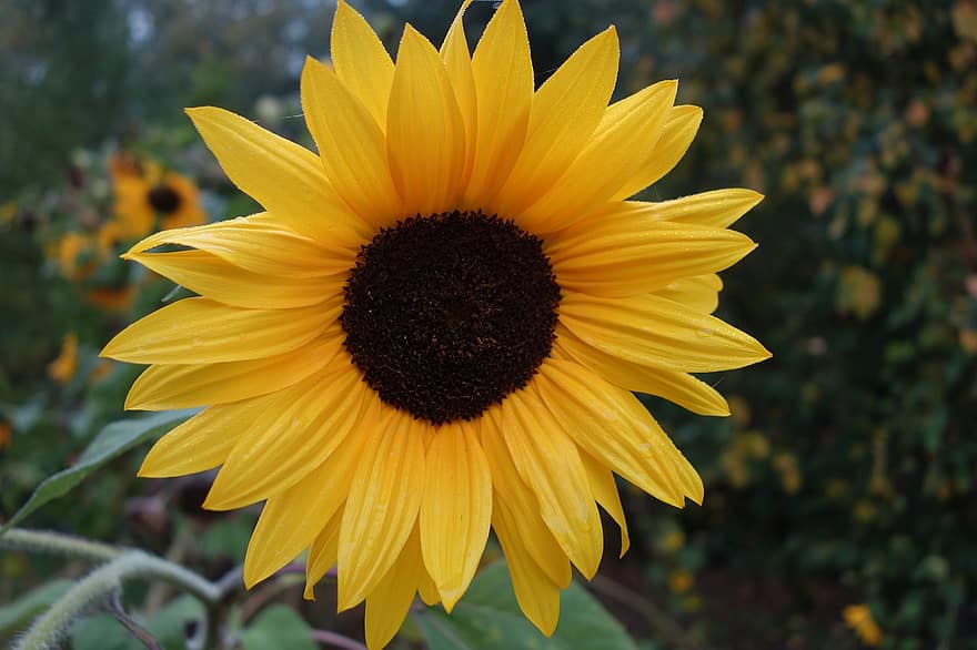 bunga matahari, bunga, kelopak, bunga kuning, berkembang, mekar, tanaman berbunga, tanaman hias, menanam, flora, alam