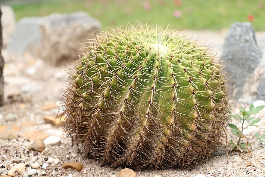 cactus, cactus di barilotto dorato, giardino, natura, avvicinamento, pianta, colore verde, spina, foglia, crescita, estate