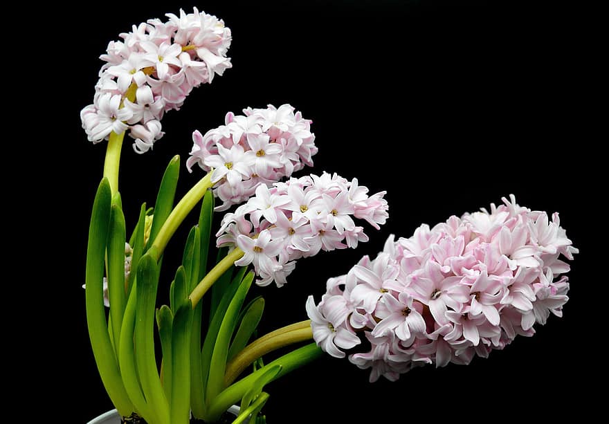 jacintos, flores, inflorescência, flores da primavera, flor, Flor, Primavera, flora, fechar-se, Hyacinthus orientalis