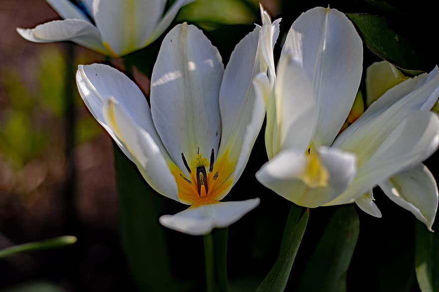 tulipos puokštė purissima, balta tulpė, pavasaris, skaidrus, lemputė, atviras, viduje, linksmas, sodas, kuokelių, grūstuvas