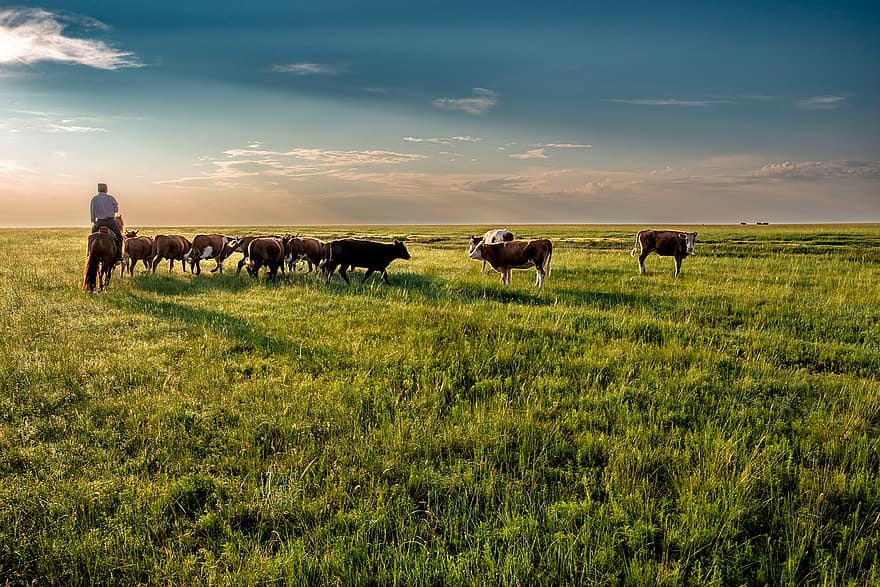 vaca, pastures, pasturatge, nòmada, Pla de Dornod, asahi, mongolia, herba, escena rural, prat, granja