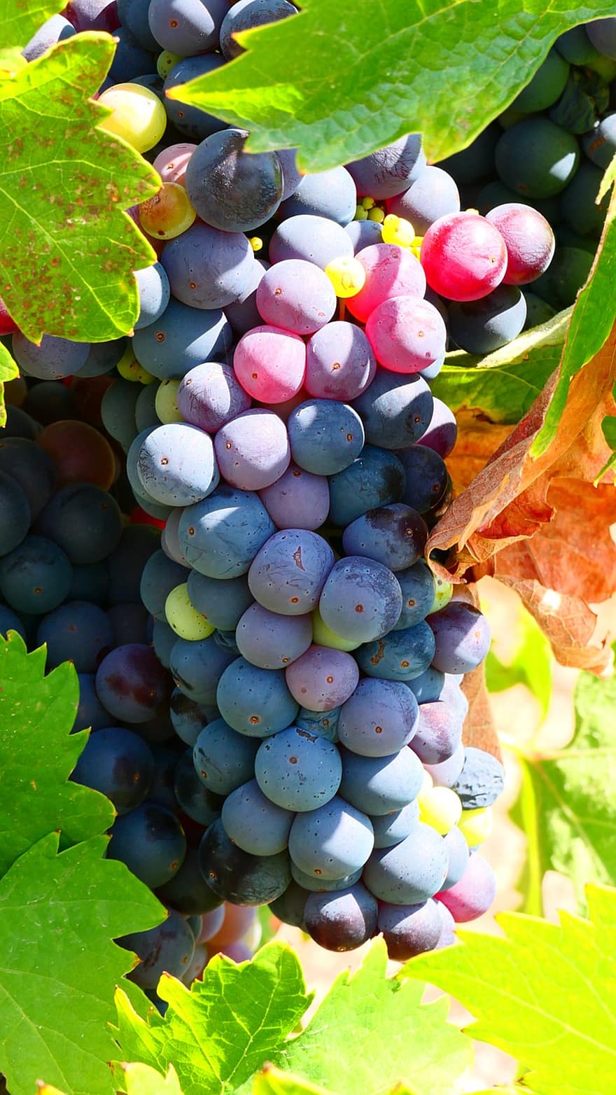 frukt, druer, organisk, vinstokker, vingård