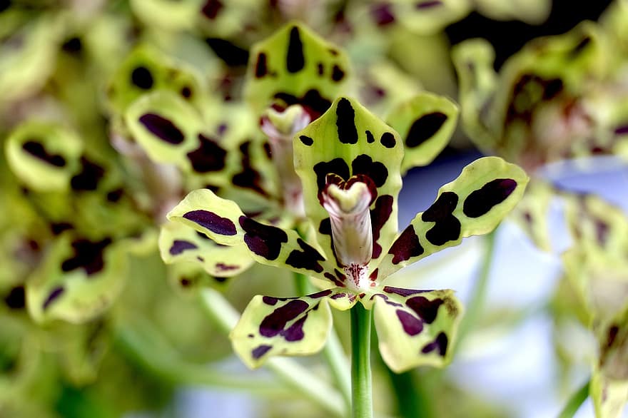 gėlė, flora, pobūdį, orchidėja, Papua orchidėja