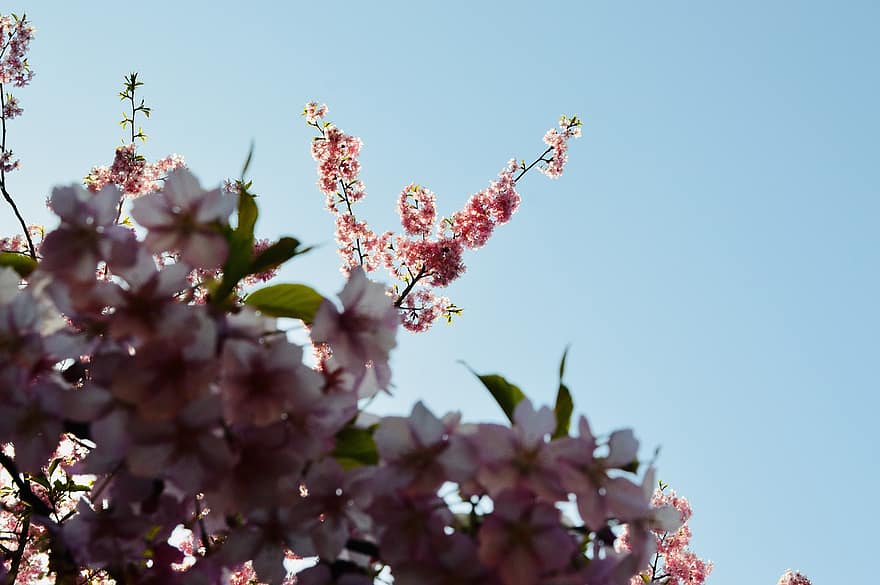 sakura, Flors de cirerer, flors de color rosa, primavera, Japó, flors, flor, primer pla, planta, branca, temporada