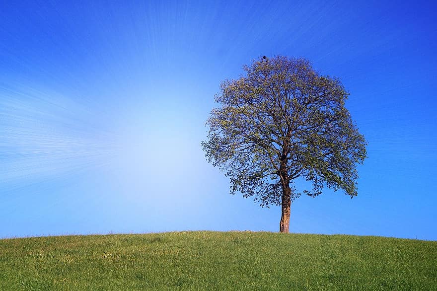 arbre, Prairie, herbe, la nature, en plein air, flore, été, bleu, couleur verte, saison, scène rurale