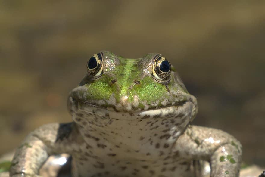 Frog, Amphibian, Animal