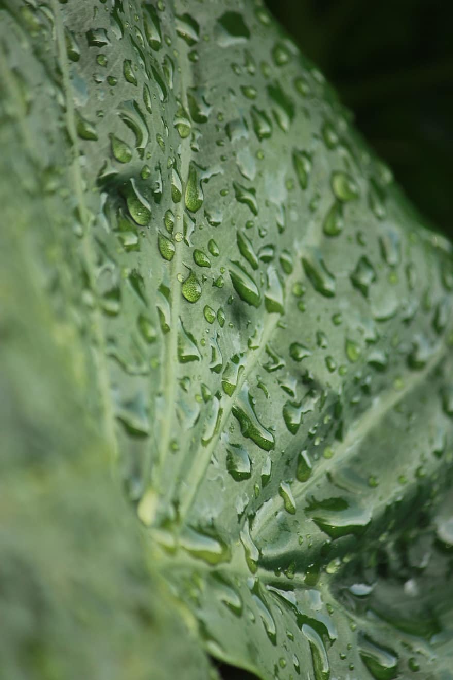 Leaf, Waterdrops, Green Leaf, Dewdrops, Macro, Nature, close-up, plant, green color, freshness, drop