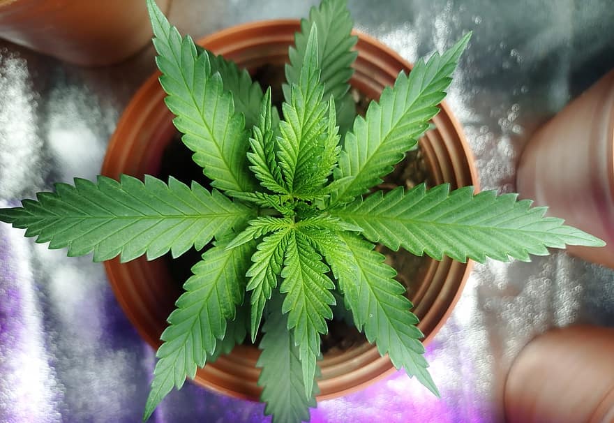 Marijuana, Cannabis, Weed, Hemp, leaf, herbal cannabis, close-up, plant, cannabis plant, green color, narcotic